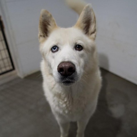 Orion, an adoptable Siberian Husky in Eufaula, OK, 74432 | Photo Image 1