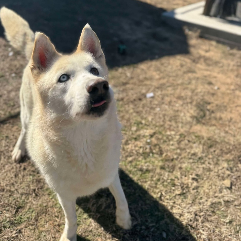 Orion, an adoptable Siberian Husky in Eufaula, OK, 74432 | Photo Image 1