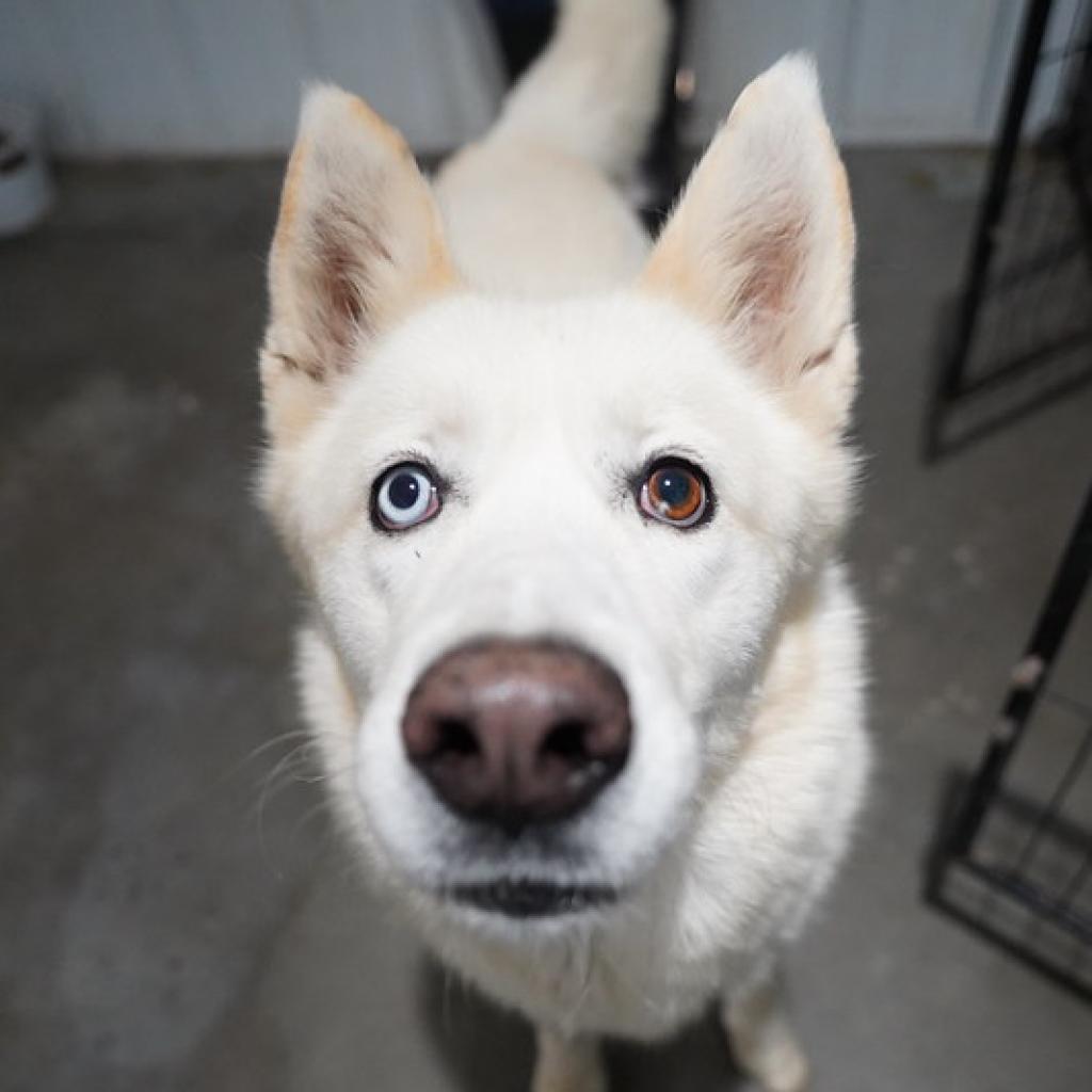 Orion, an adoptable Siberian Husky in Eufaula, OK, 74432 | Photo Image 2