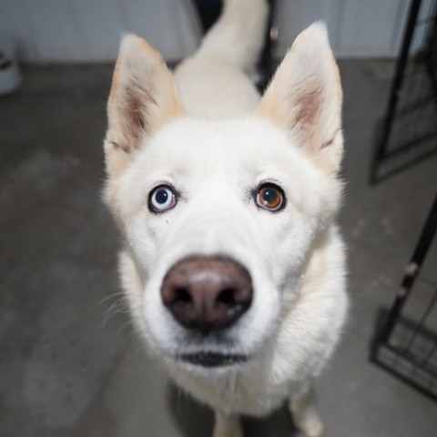 Orion, an adoptable Siberian Husky in Eufaula, OK, 74432 | Photo Image 3