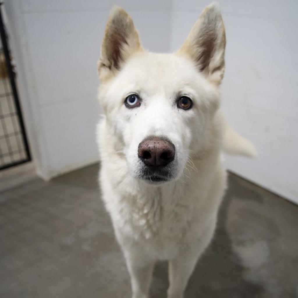 Orion, an adoptable Siberian Husky in Eufaula, OK, 74432 | Photo Image 3