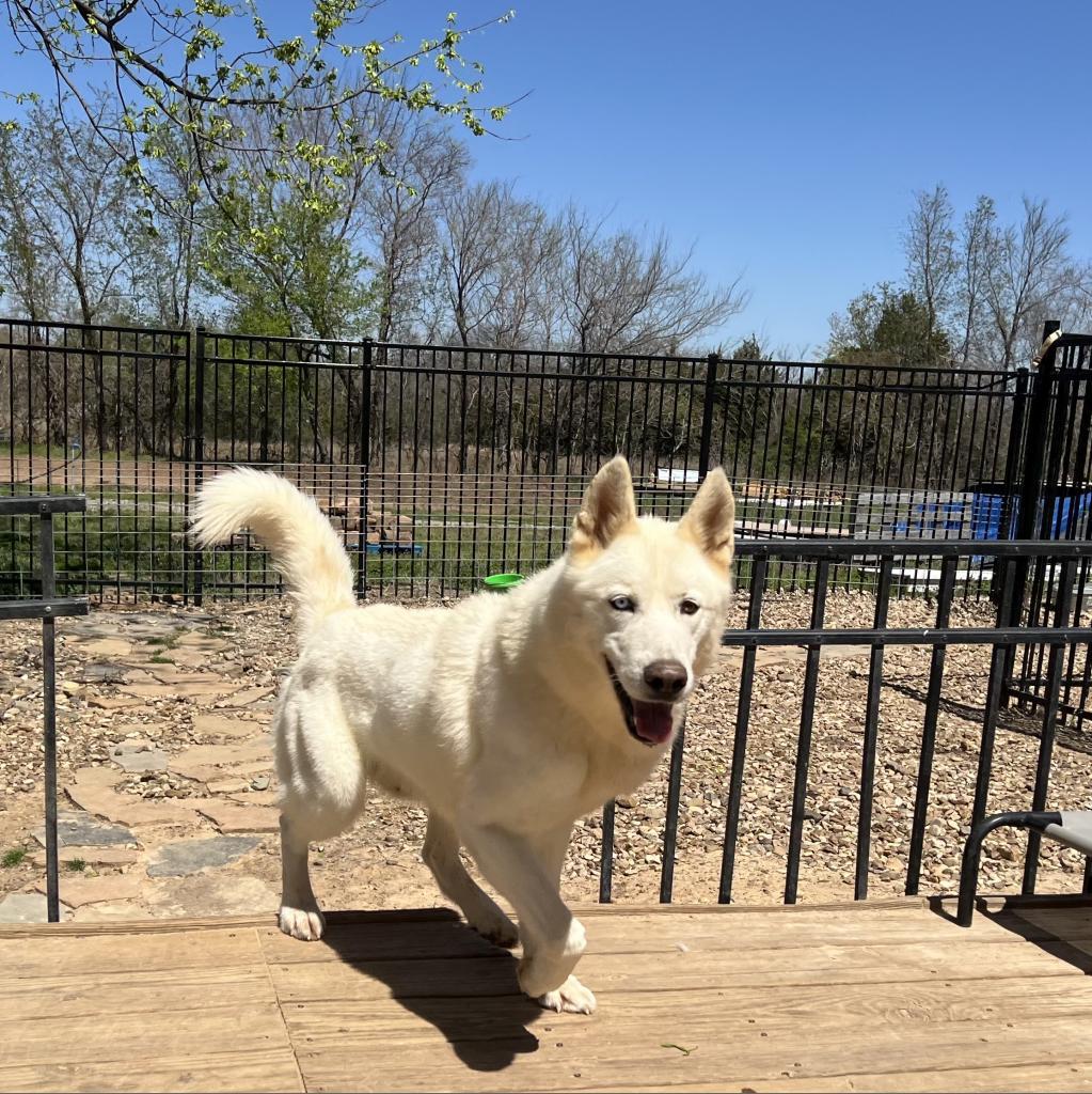 Orion, an adoptable Siberian Husky in Eufaula, OK, 74432 | Photo Image 4