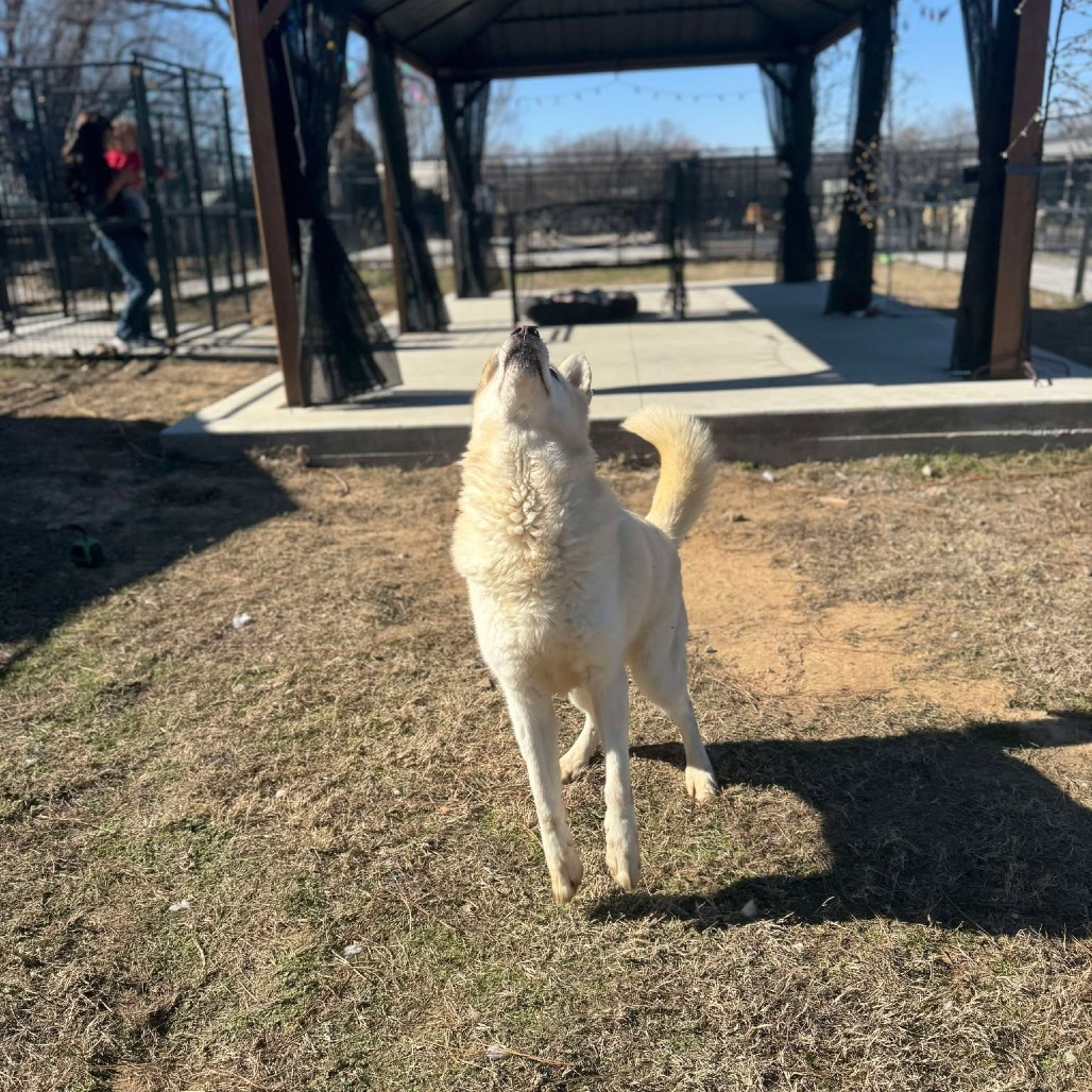 Orion, an adoptable Siberian Husky in Eufaula, OK, 74432 | Photo Image 6