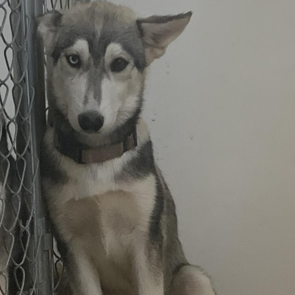 Merida, an adoptable Husky in Eufaula, OK, 74432 | Photo Image 1