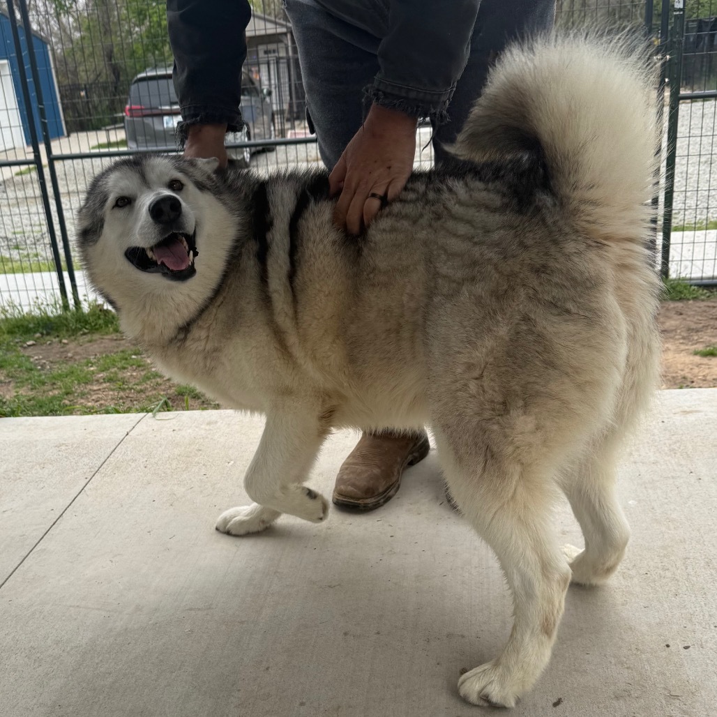 Mouse FNA Stormy, an adoptable Husky in Eufaula, OK, 74432 | Photo Image 1