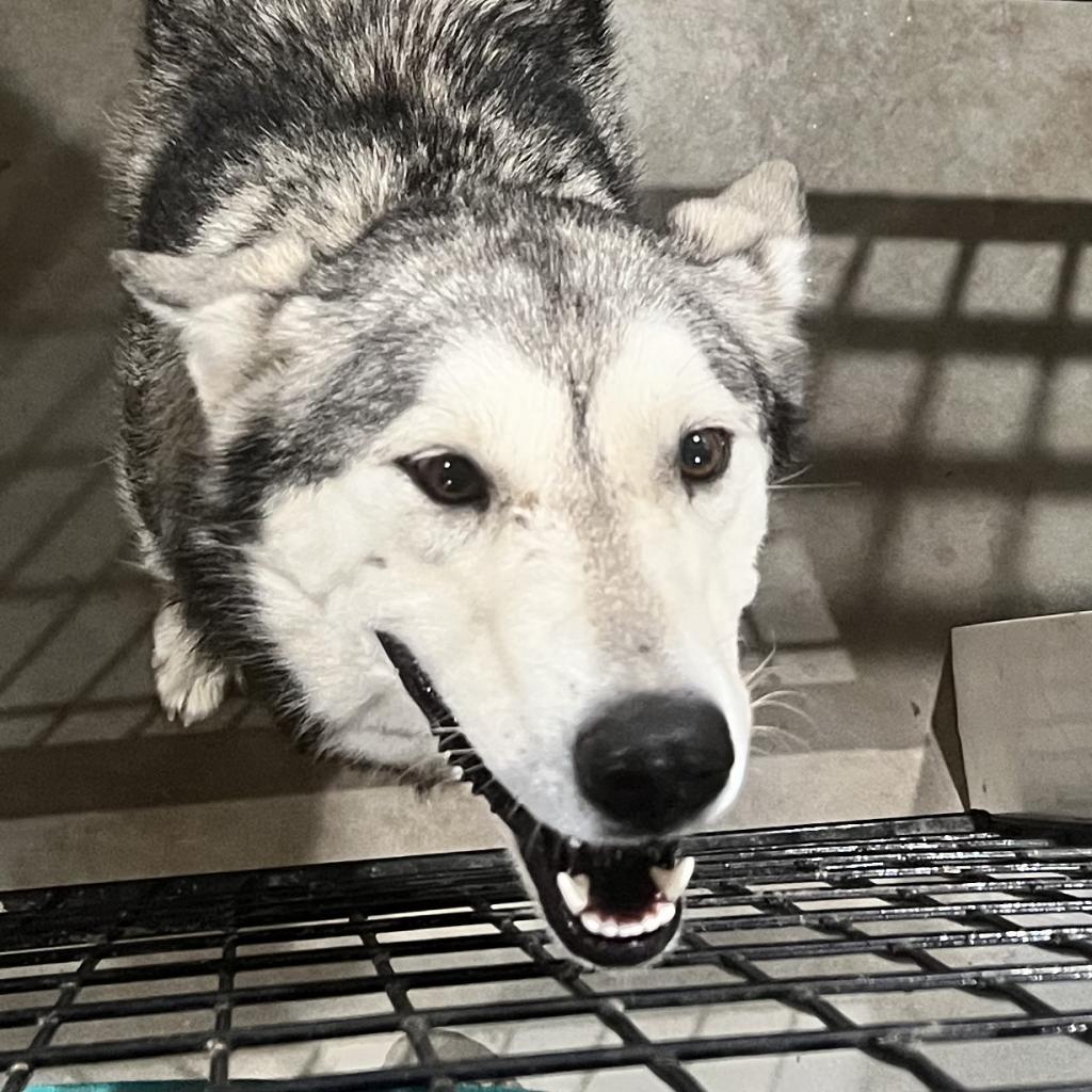 Mouse FNA Stormy, an adoptable Husky in Eufaula, OK, 74432 | Photo Image 2