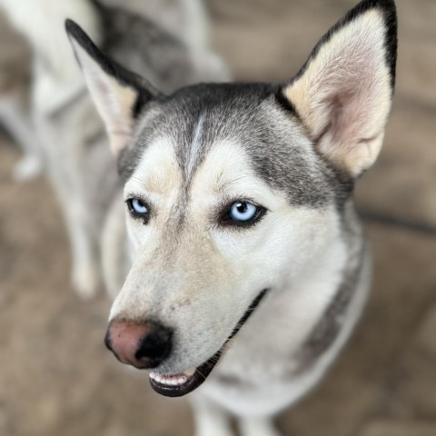 Byrdi, an adoptable Siberian Husky in Eufaula, OK, 74432 | Photo Image 1