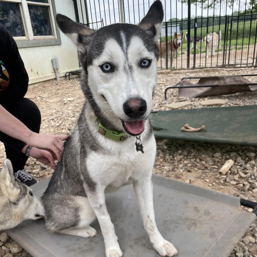 Byrdi, an adoptable Siberian Husky in Eufaula, OK, 74432 | Photo Image 2