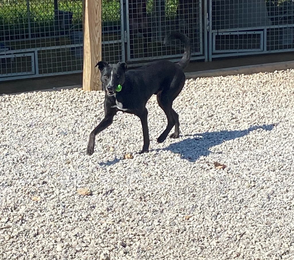 Skunk, an adoptable Shepherd in Batesville, AR, 72501 | Photo Image 1