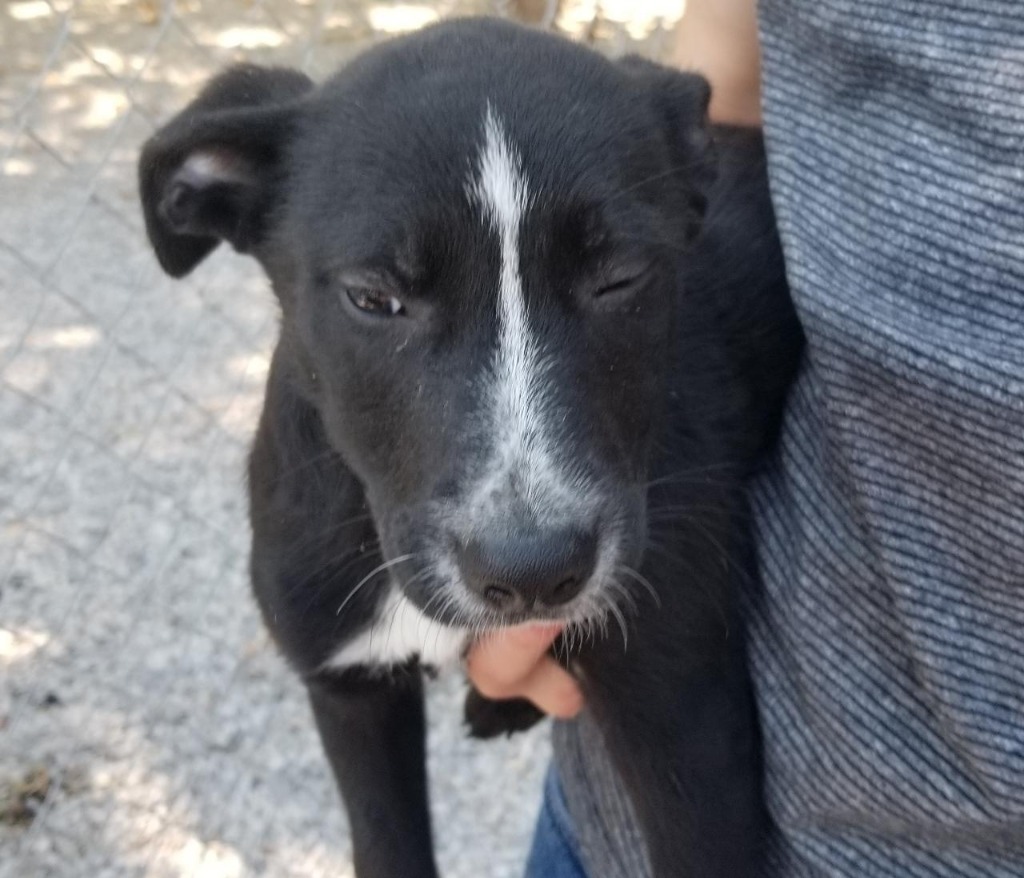 Skunk, an adoptable Shepherd in Batesville, AR, 72501 | Photo Image 2