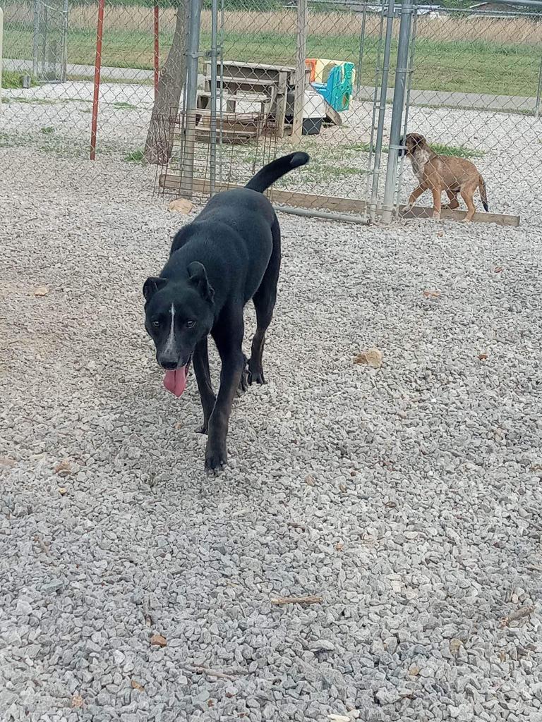 Skunk, an adoptable Shepherd in Batesville, AR, 72501 | Photo Image 3