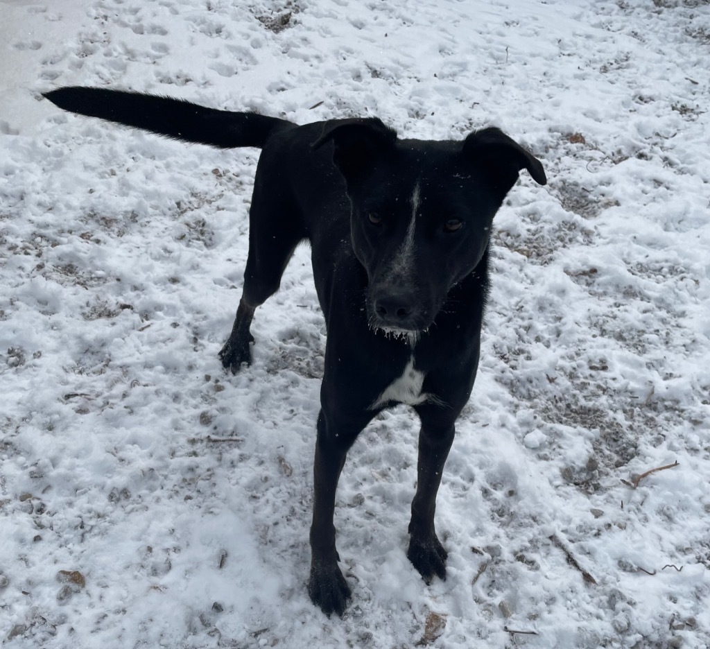 Skunk, an adoptable Shepherd in Batesville, AR, 72501 | Photo Image 4