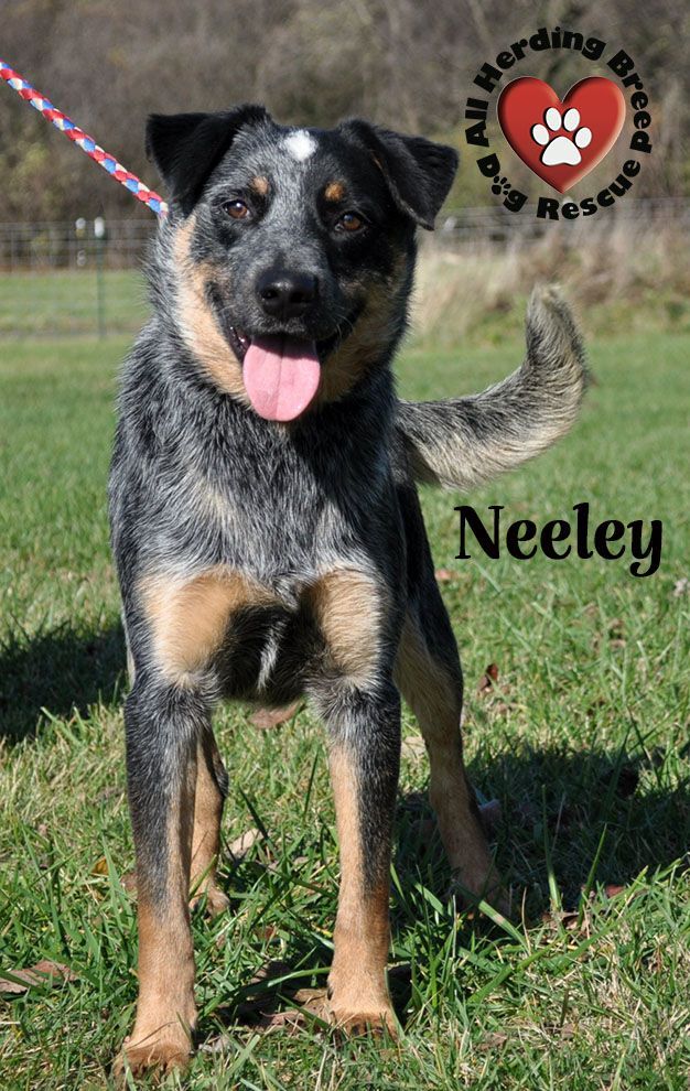 Neely