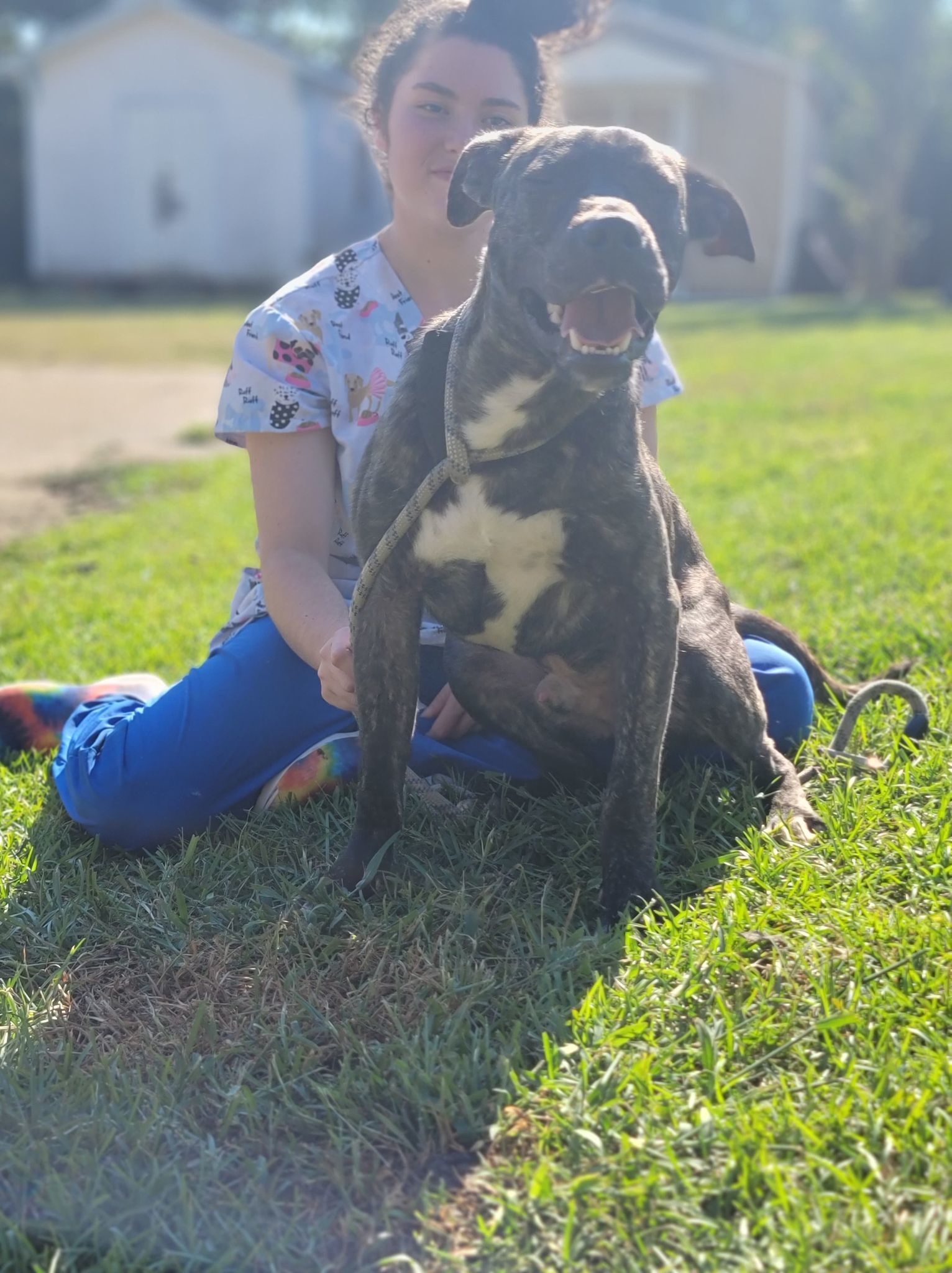 Cash, an adoptable Labrador Retriever, Boxer in Orangeburg, SC, 29118 | Photo Image 1