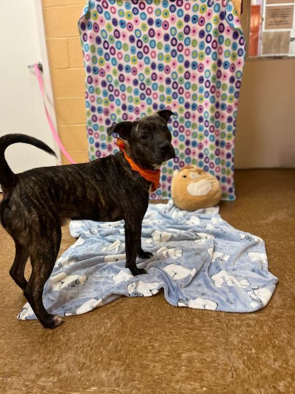 Cash, an adoptable Labrador Retriever, Boxer in Orangeburg, SC, 29118 | Photo Image 2