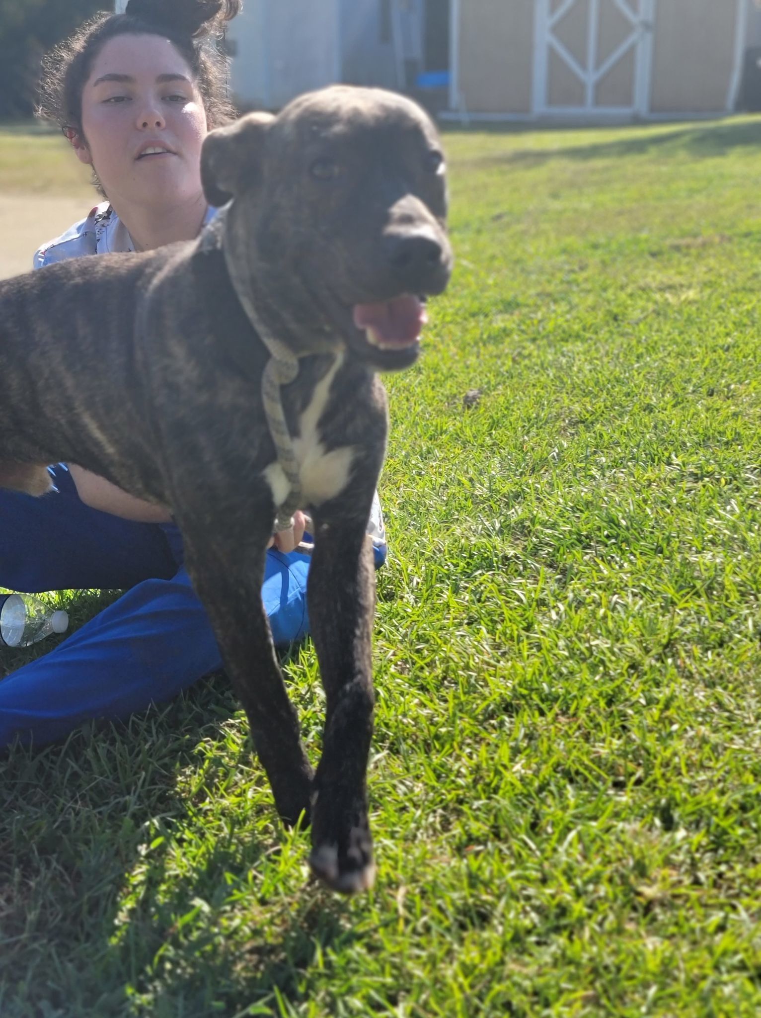 Cash, an adoptable Labrador Retriever, Boxer in Orangeburg, SC, 29118 | Photo Image 3