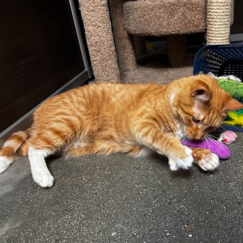 Jasper, an adoptable Domestic Short Hair in Hemet, CA, 92543 | Photo Image 1