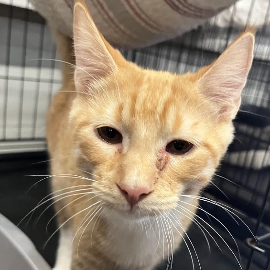 Jasper, an adoptable Domestic Short Hair in Hemet, CA, 92543 | Photo Image 2
