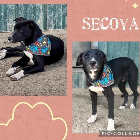 Slaytonville pup 3/Secoya