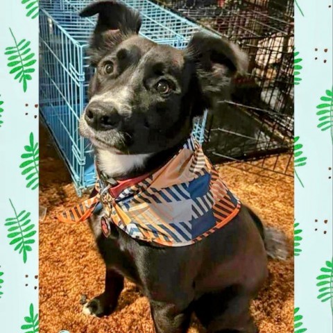 Sawyer (Sallisaw 17), an adoptable Shiba Inu, Border Collie in Hackett, AR, 72937 | Photo Image 1