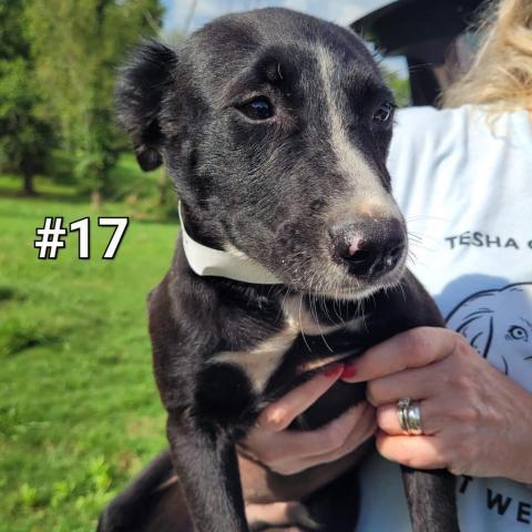 Sawyer (Sallisaw 17), an adoptable Shiba Inu, Border Collie in Hackett, AR, 72937 | Photo Image 2