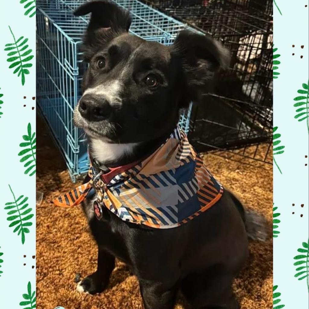 Sawyer (Sallisaw 17), an adoptable Shiba Inu, Border Collie in Hackett, AR, 72937 | Photo Image 2