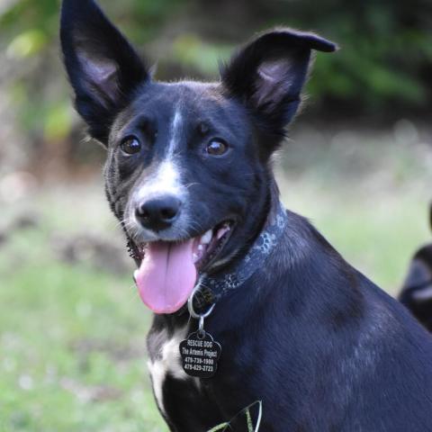 Sawyer (Sallisaw 17), an adoptable Shiba Inu, Border Collie in Hackett, AR, 72937 | Photo Image 3