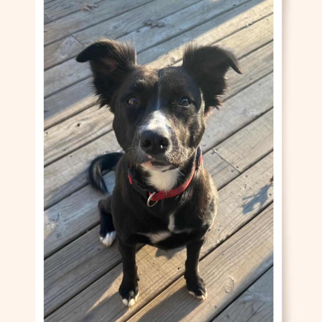 Sawyer (Sallisaw 17), an adoptable Shiba Inu, Border Collie in Hackett, AR, 72937 | Photo Image 3