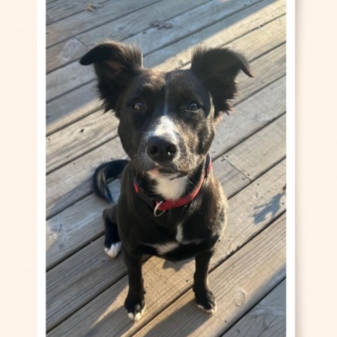 Sawyer (Sallisaw 17), an adoptable Shiba Inu, Border Collie in Hackett, AR, 72937 | Photo Image 4