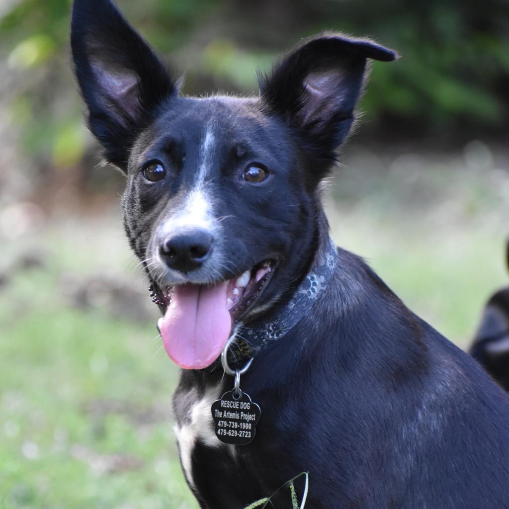 Sawyer (Sallisaw 17), an adoptable Shiba Inu, Border Collie in Hackett, AR, 72937 | Photo Image 4