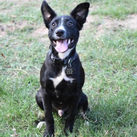 Sawyer (Sallisaw 17), an adoptable Shiba Inu, Border Collie in Hackett, AR, 72937 | Photo Image 5