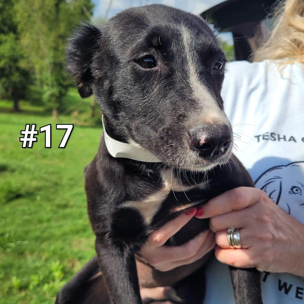 Sawyer, an adoptable Shiba Inu, Border Collie in Hackett, AR, 72937 | Photo Image 6