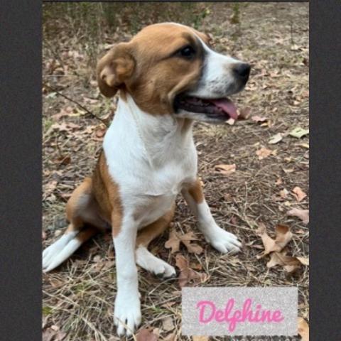 Delphine