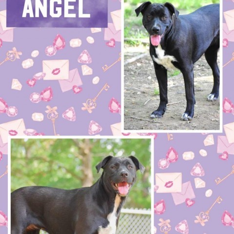Angel (Andru pup), an adoptable Labrador Retriever, Mixed Breed in Hackett, AR, 72937 | Photo Image 1