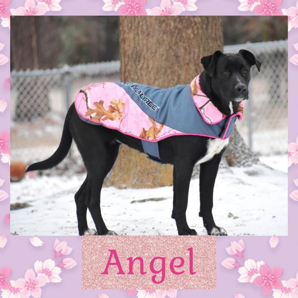 Angel, an adoptable Labrador Retriever, Mixed Breed in Hackett, AR, 72937 | Photo Image 1