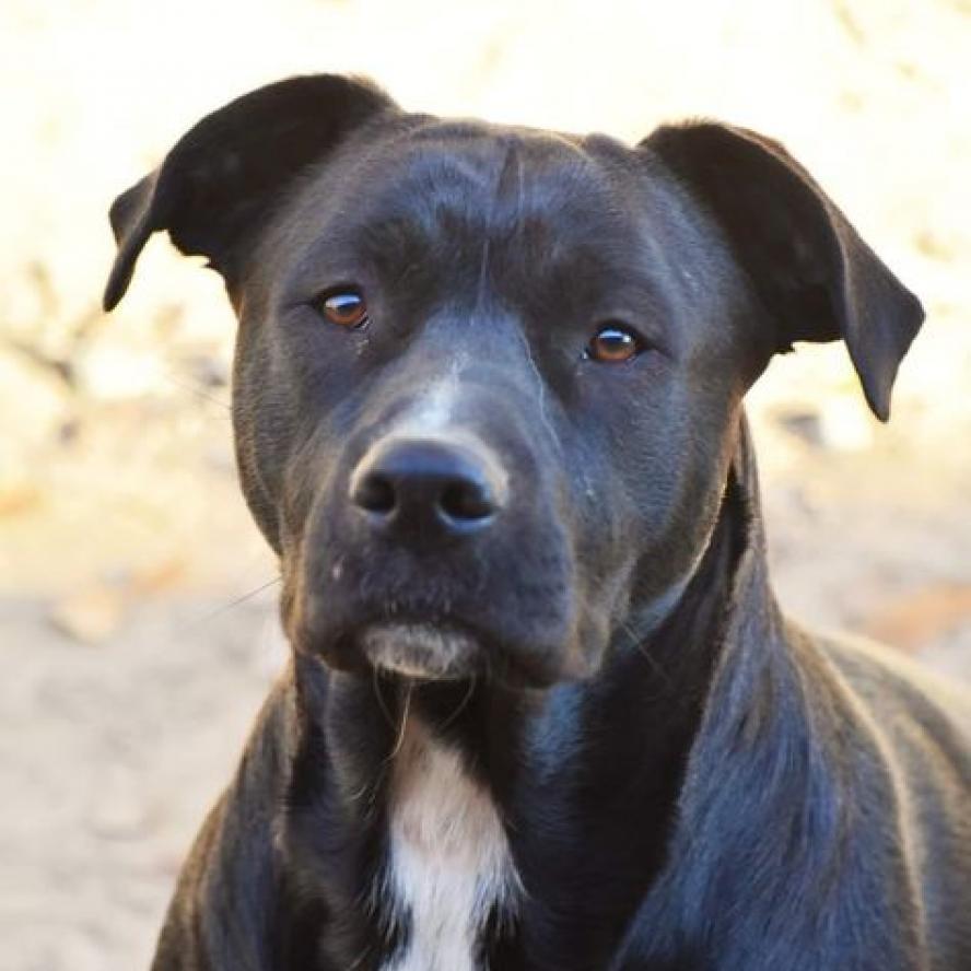 Angel (Andru pup), an adoptable Labrador Retriever, Mixed Breed in Hackett, AR, 72937 | Photo Image 2