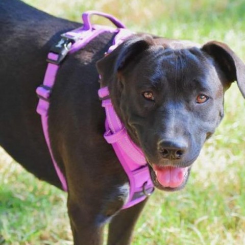 Angel (Andru pup), an adoptable Labrador Retriever, Mixed Breed in Hackett, AR, 72937 | Photo Image 3