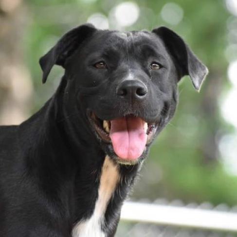 Angel (Andru pup), an adoptable Labrador Retriever, Mixed Breed in Hackett, AR, 72937 | Photo Image 3