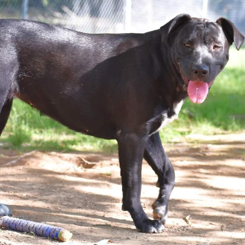 Angel (Andru pup), an adoptable Labrador Retriever, Mixed Breed in Hackett, AR, 72937 | Photo Image 3