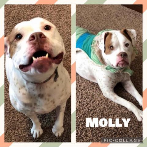Molly, an adoptable Boxer, English Bulldog in Hackett, AR, 72937 | Photo Image 1