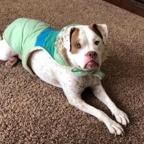 Molly, an adoptable Boxer, English Bulldog in Hackett, AR, 72937 | Photo Image 2