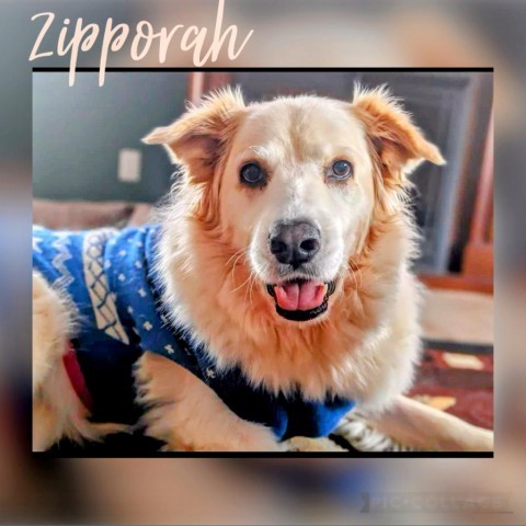 Zipporah, an adoptable Great Pyrenees, Mixed Breed in Hackett, AR, 72937 | Photo Image 1
