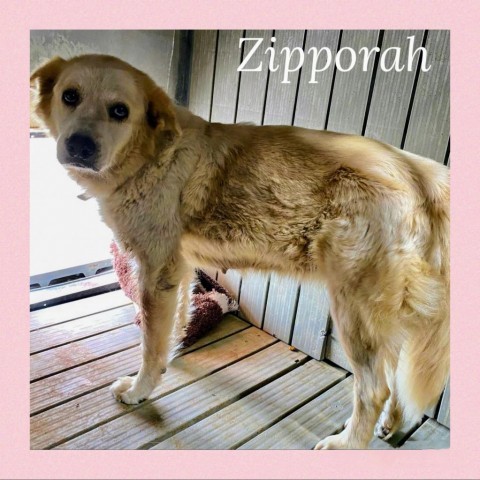 Zipporah, an adoptable Great Pyrenees, Mixed Breed in Hackett, AR, 72937 | Photo Image 2