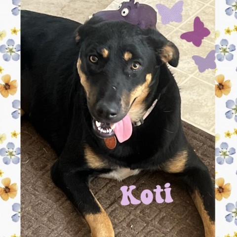 Koti