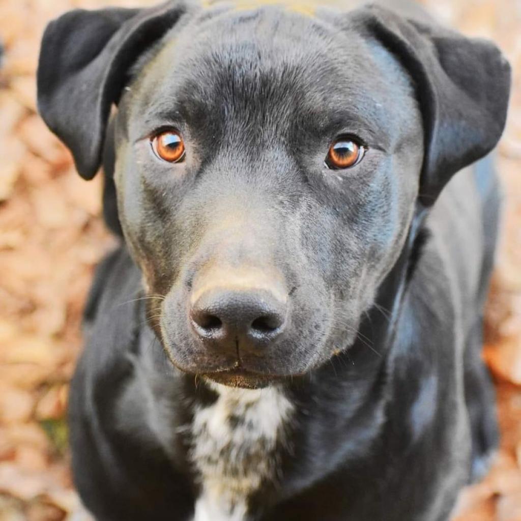 Ash (Andru pup), an adoptable Labrador Retriever, Mixed Breed in Hackett, AR, 72937 | Photo Image 2