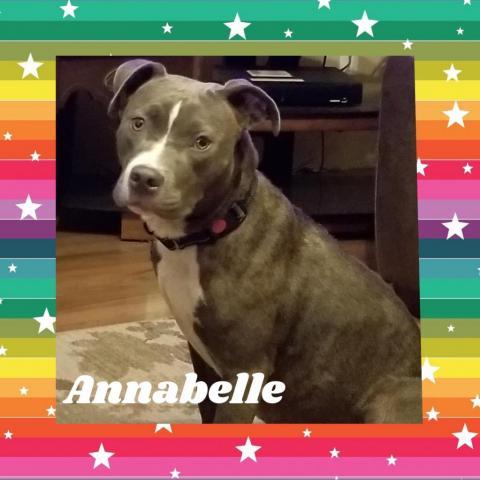 Annabelle, an adoptable American Staffordshire Terrier in Hackett, AR, 72937 | Photo Image 2