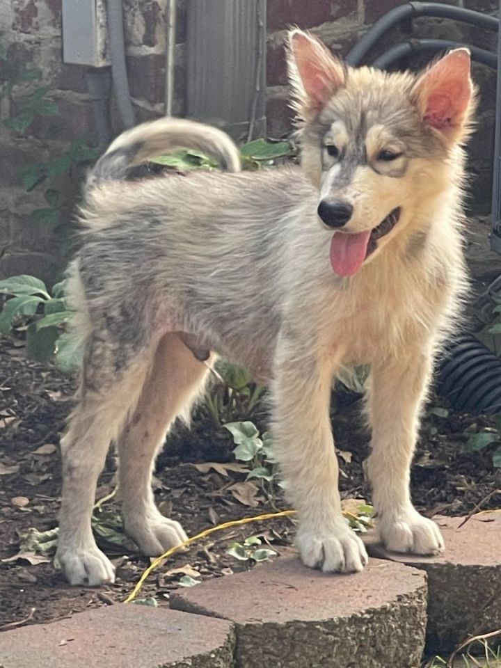Wile-E, an adopted Husky & German Shepherd Dog Mix in Kiowa, OK_image-5