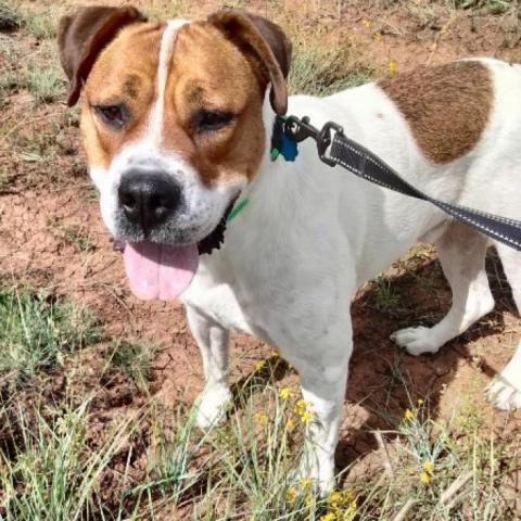 Toby, an adoptable Pit Bull Terrier in Show Low, AZ_image-6