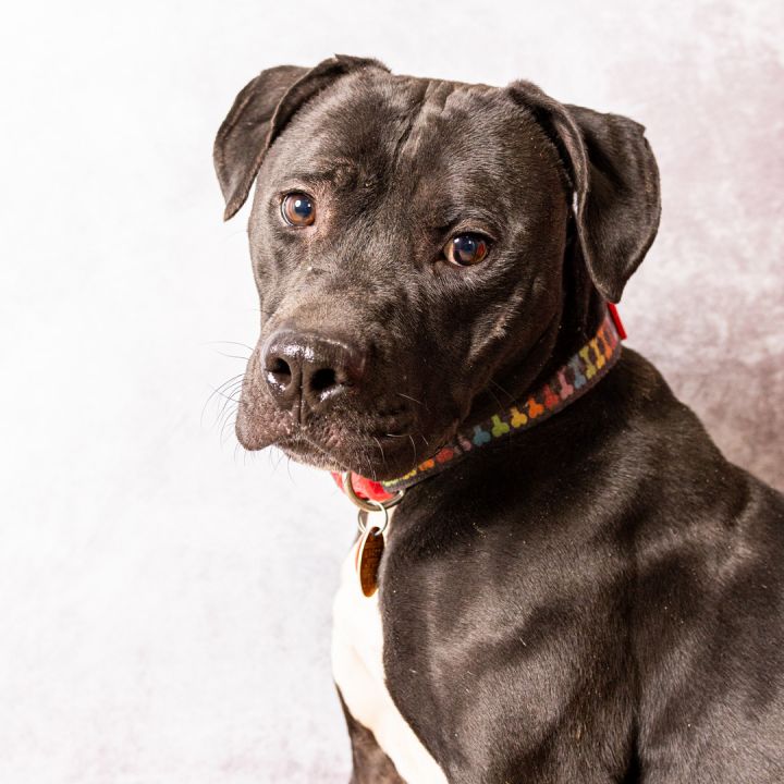Johnny, an adoptable Pit Bull Terrier Mix in Grinnell, IA_image-2