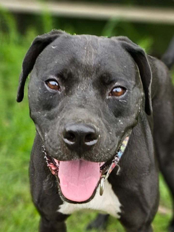 Johnny, an adoptable Pit Bull Terrier Mix in Grinnell, IA_image-1